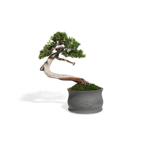 真柏　-Japanese Juniper-　（推定樹齢35年）